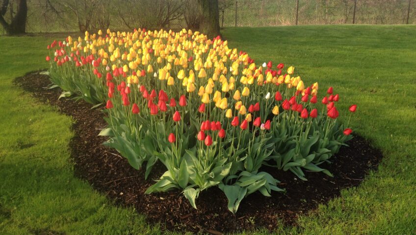 Fall planting bulbs Toronto red and yellow tulips Deenen Landscaping